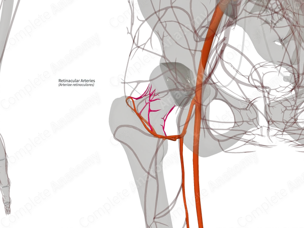 Retinacular Arteries (Right)
