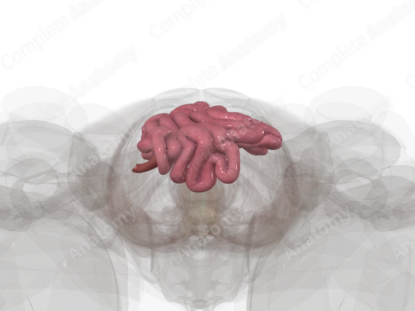 Small Intestine