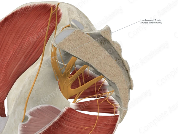 Lumbosacral Trunk 