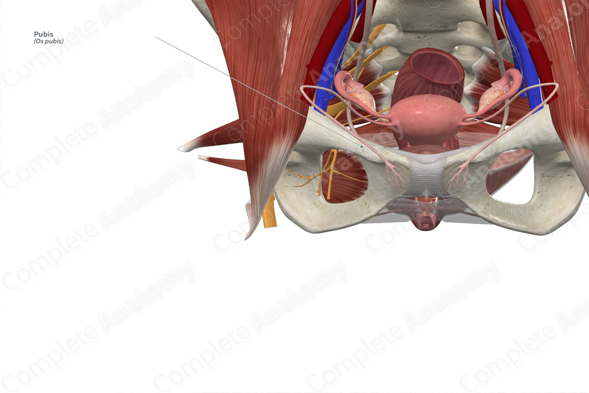 Pubis  Complete Anatomy
