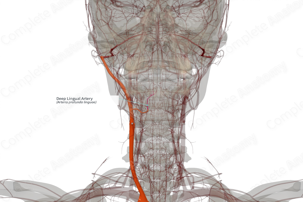Deep Lingual Artery (Left)