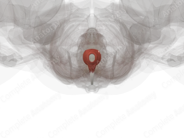 Muscles of Anal Triangle