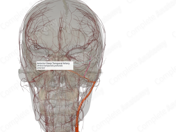 Anterior Deep Temporal Artery (Left)