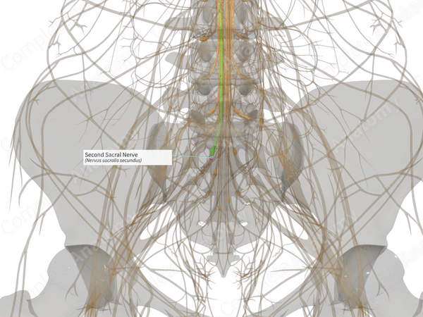 Second Sacral Nerve (Left)