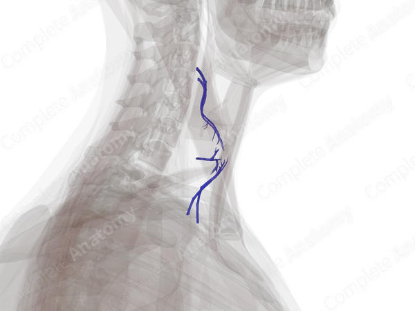 Veins of Thyroid Gland