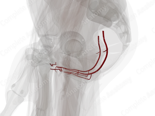 Arteries of Urogenital Triangle