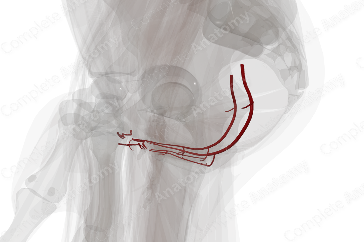 Arteries of Urogenital Triangle