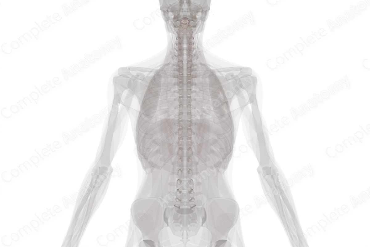 Synovial Joints of Vertebral Column