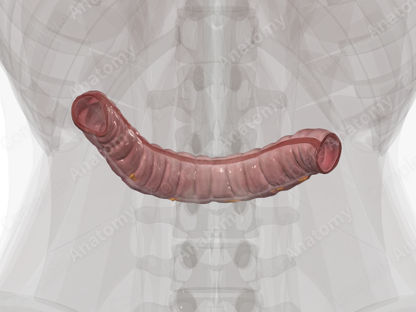 Transverse Colon