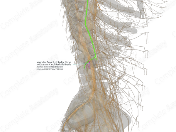 Muscular Branch of Radial Nerve to Extensor Carpi Radialis Brevis (Left)