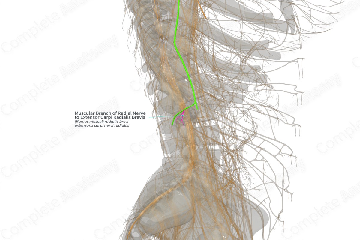 Muscular Branch of Radial Nerve to Extensor Carpi Radialis Brevis (Left)