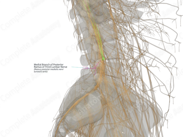 Medial Branch of Posterior Ramus of Third Lumbar Nerve (Left)