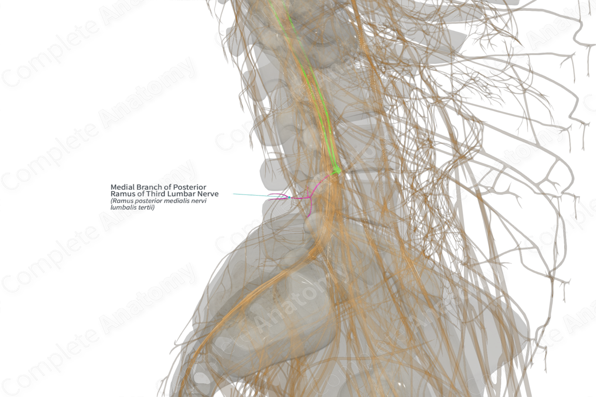 Medial Branch of Posterior Ramus of Third Lumbar Nerve (Left)