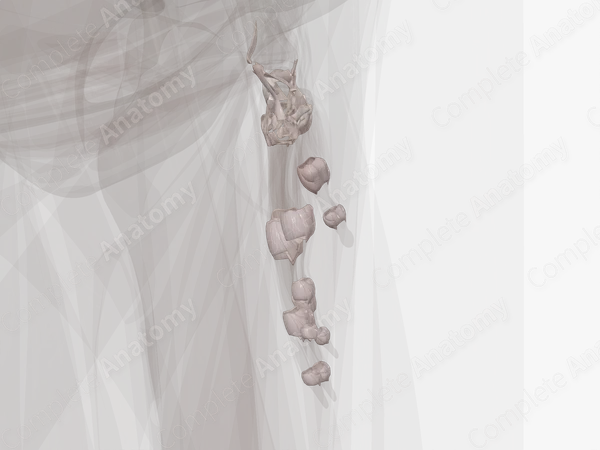 Joints of Hand (Left)