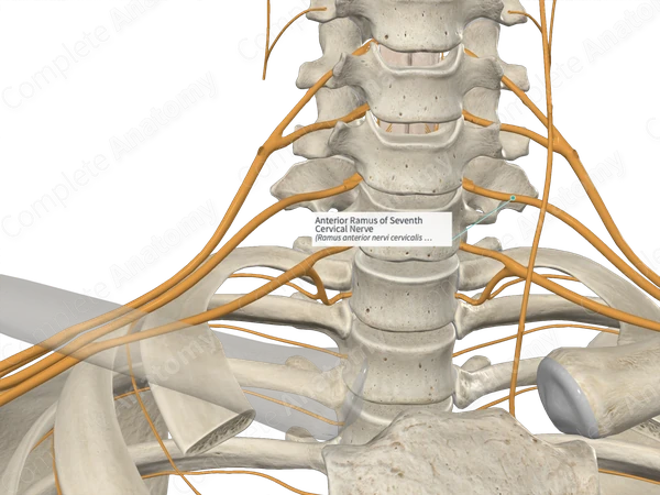 Anterior Ramus of Seventh Cervical Nerve 