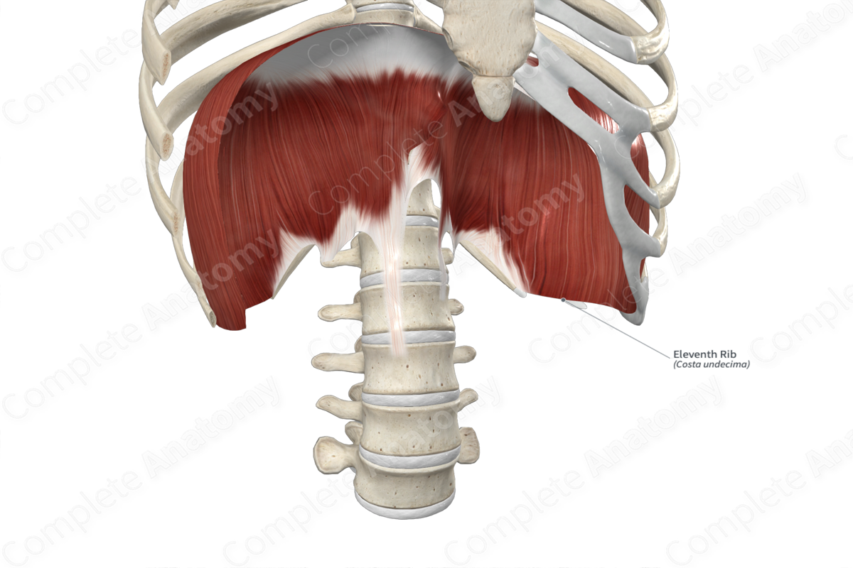Eleventh Rib 