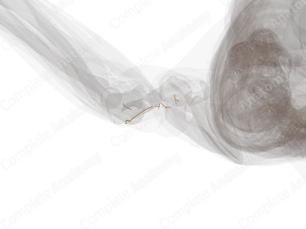 Muscular Branches of Radial Nerve (Arm, Right)
