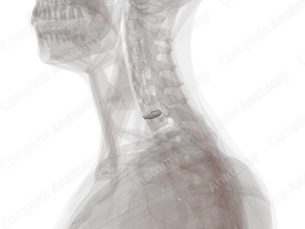 Intervertebral Symphysis (C6-C7)