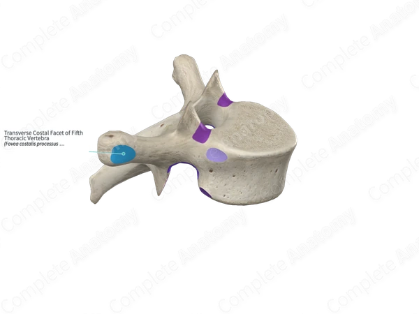 Transverse Costal Facet of Fifth Thoracic Vertebra 