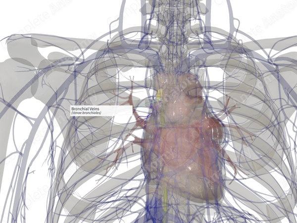 Bronchial Veins (Right)