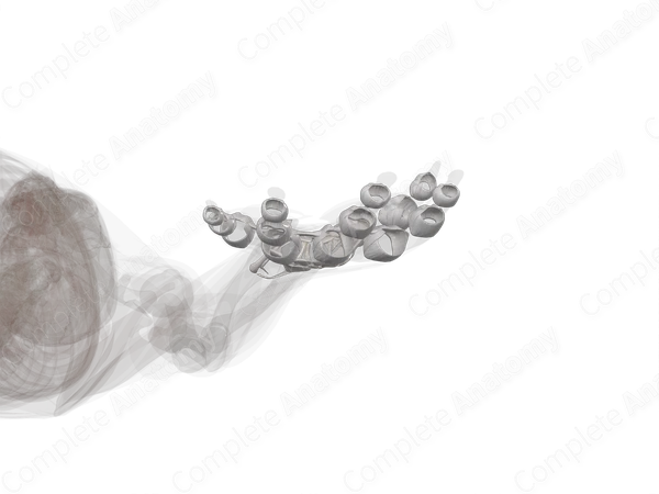 Joints of Hand (Left)