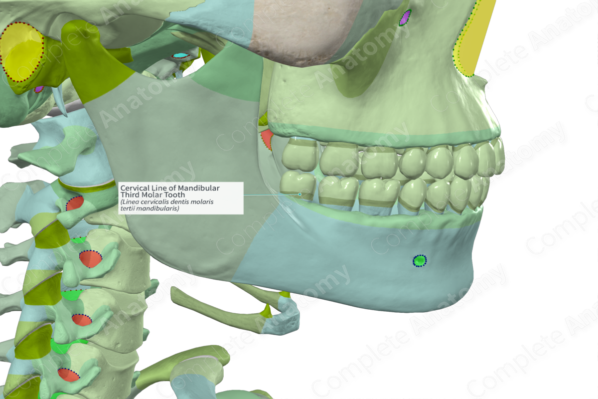 Cervical Line of Mandibular Third Molar Tooth