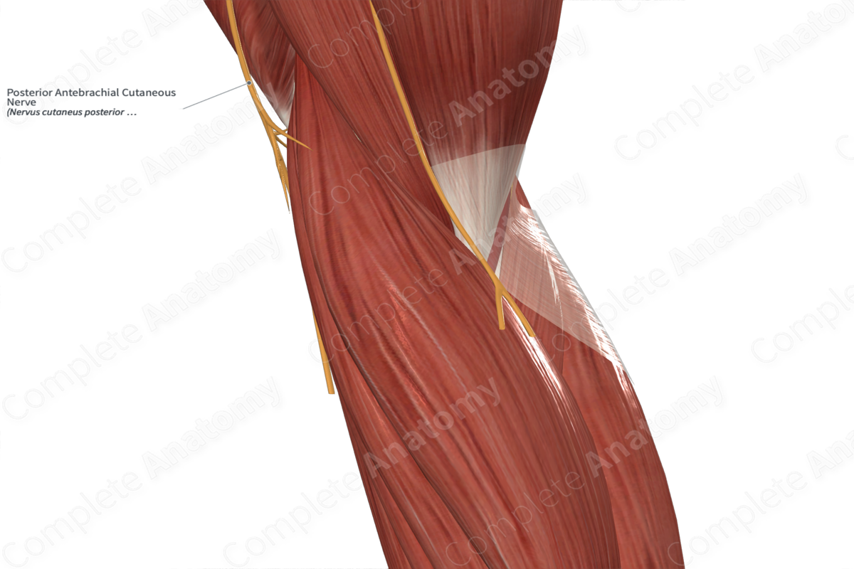 Posterior Antebrachial Cutaneous Nerve 