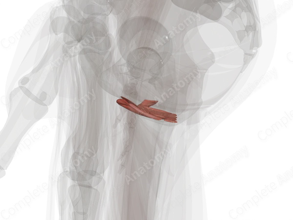 Muscles of Urogenital Triangle