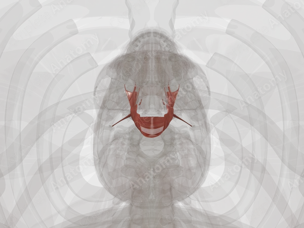 Pharyngeal Muscles
