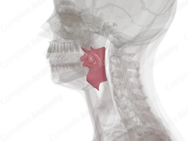 Oropharynx