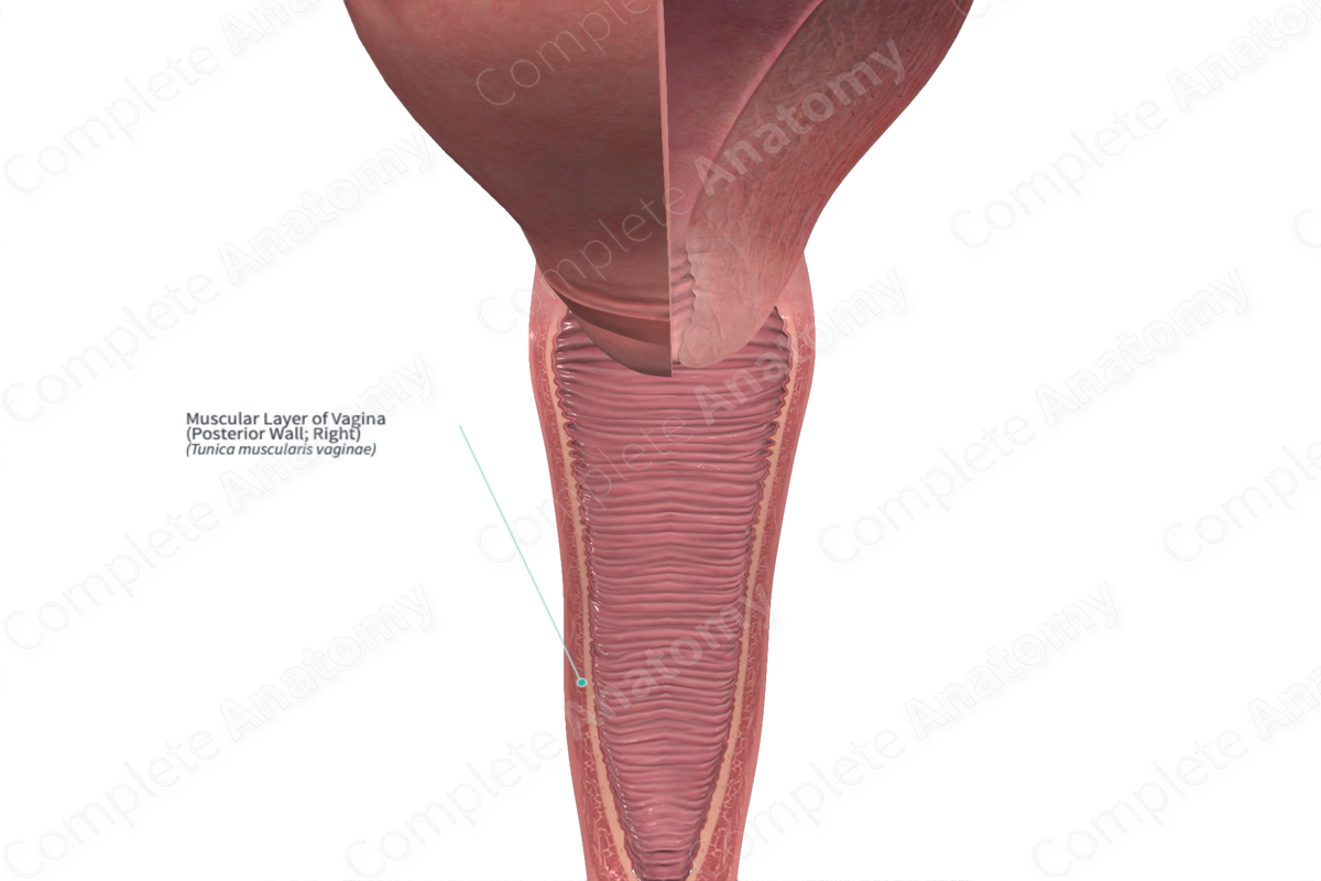 Muscular Layer of Vagina (Posterior Wall; Right)