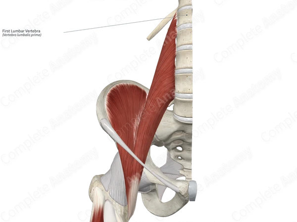 First Lumbar Vertebra