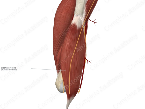 Brachialis Muscle 