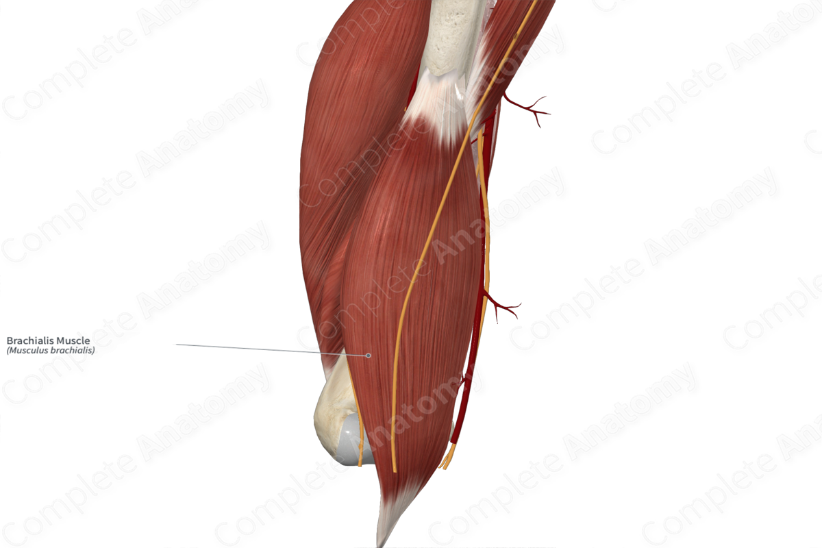 Brachialis Muscle 