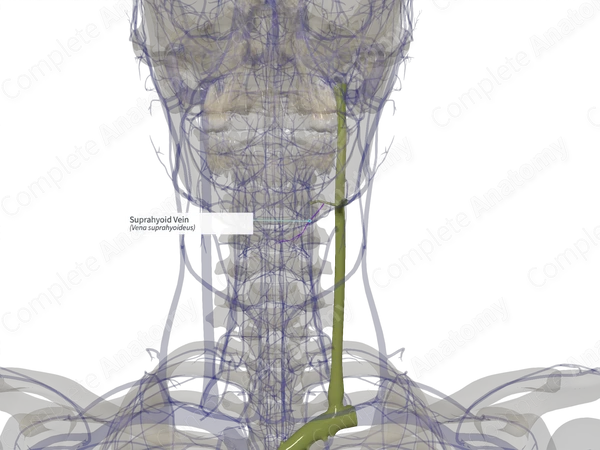 Suprahyoid Vein (Left)