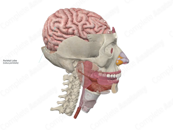 Parietal Lobe 