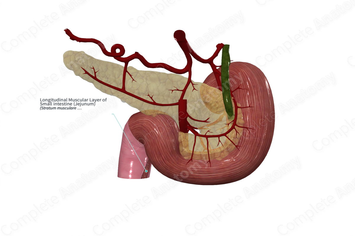 Longitudinal Muscular Layer of Small intestine (Jejunum)