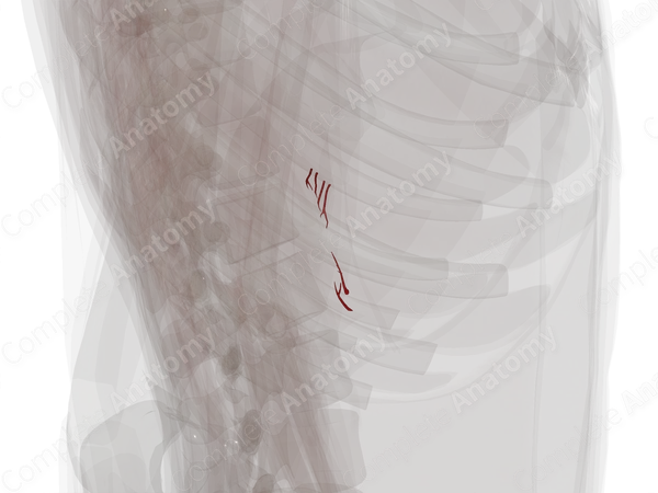 Arteries of Suprarenal Gland (Left)