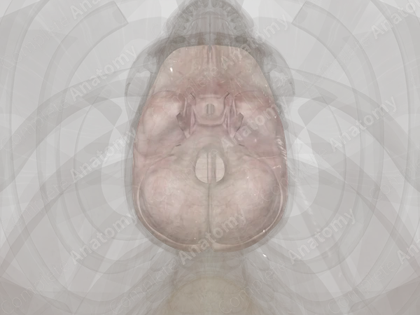 Meningeal Cranial Dura