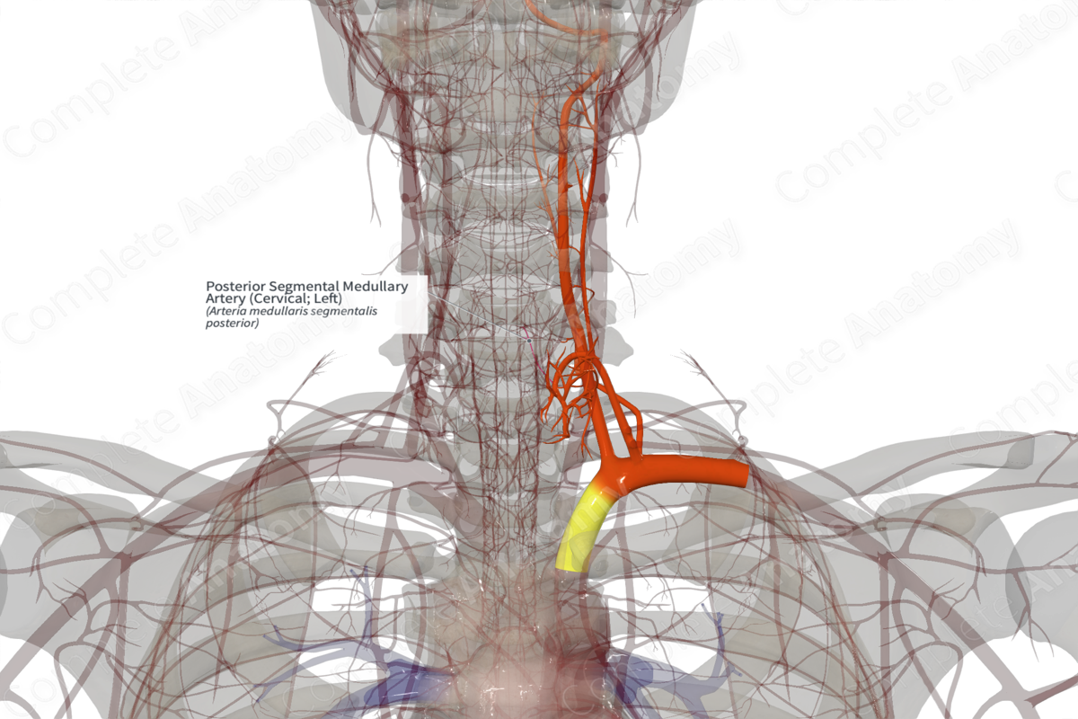 Posterior Segmental Medullary Artery (Cervical; Left)