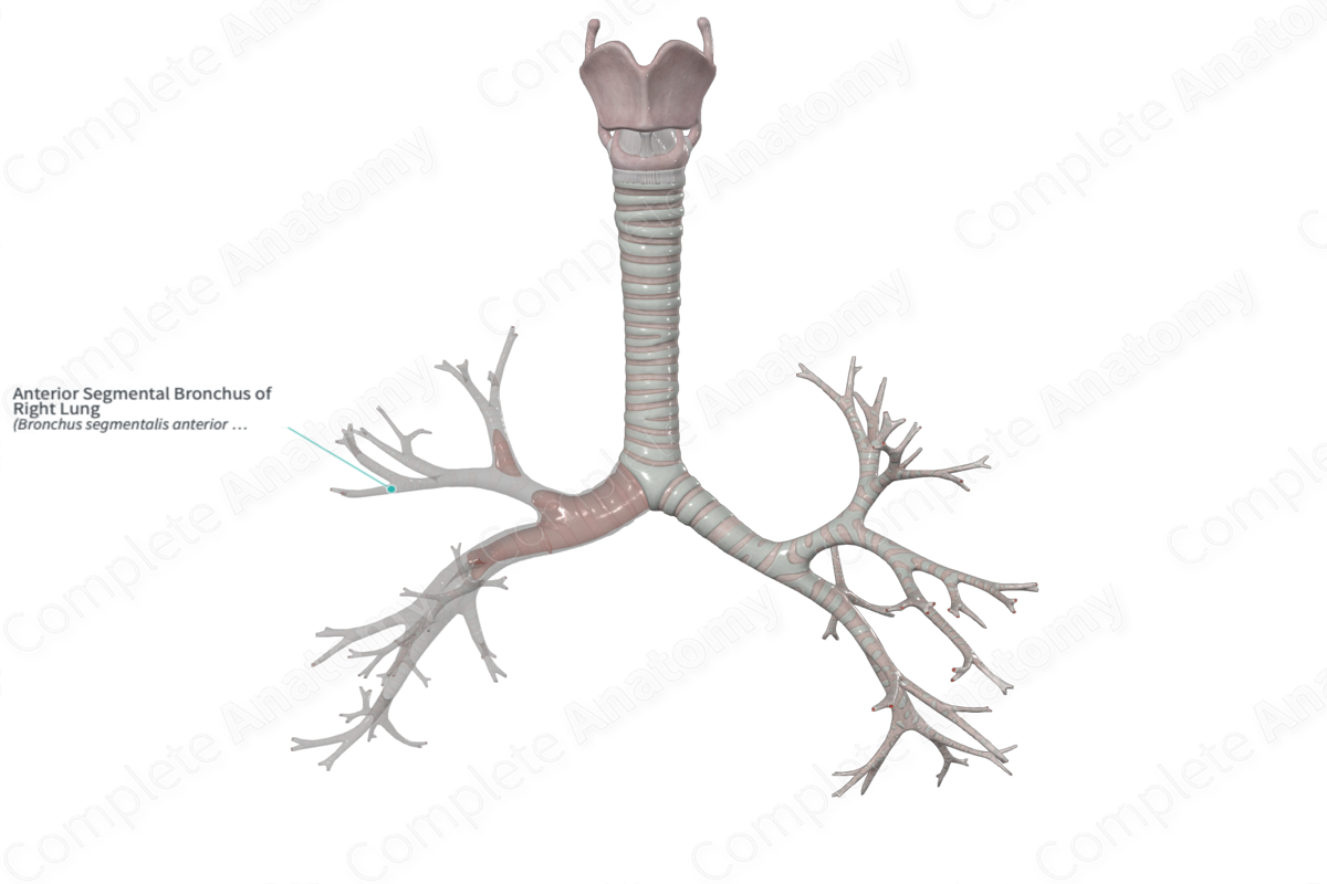 Anterior Segmental Bronchus of Right Lung | Complete Anatomy