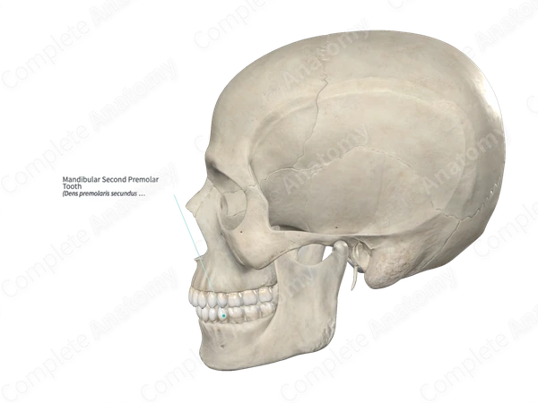 Mandibular Second Premolar Tooth 