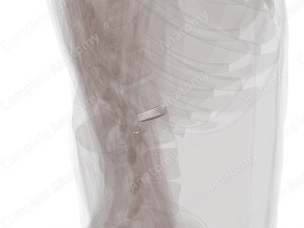Intervertebral Symphysis (L1-L2)