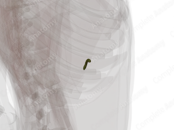 Cystic Duct