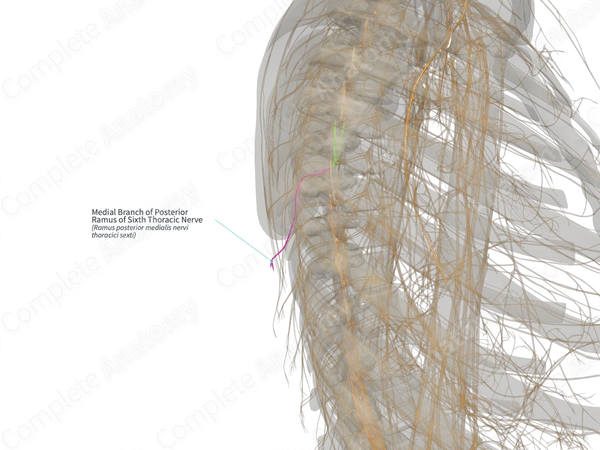 Medial Branch of Posterior Ramus of Sixth Thoracic Nerve (Right)