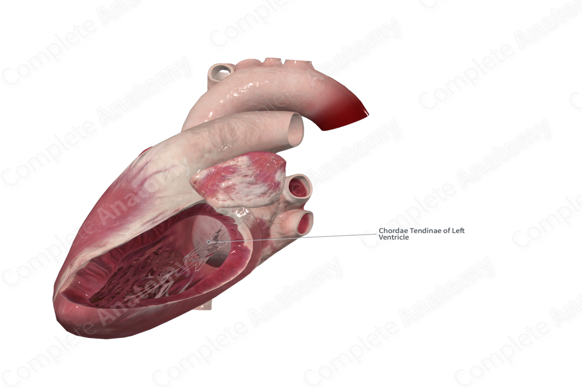 Chordae Tendineae of Left Atrioventricular Valve