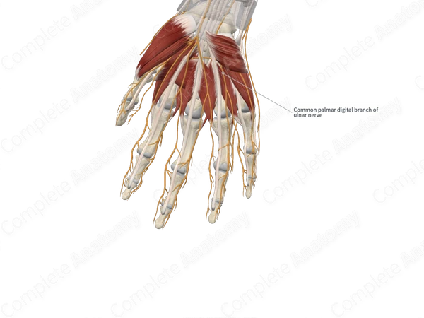 Common Palmar Digital Branches of Ulnar Nerve