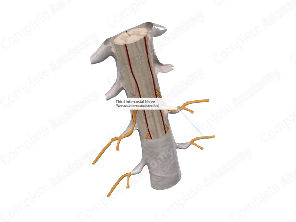 Third Intercostal Nerve 