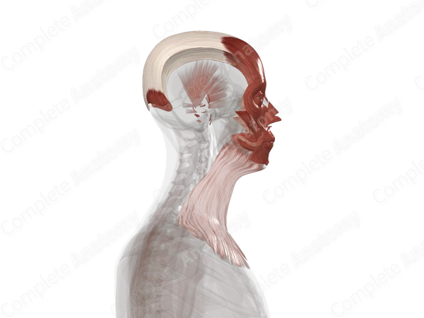 Facial Muscles