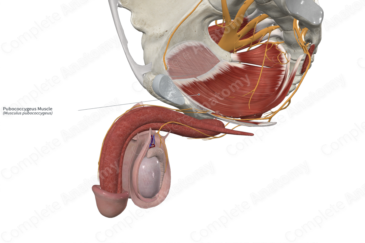 Pubococcygeus Muscle 